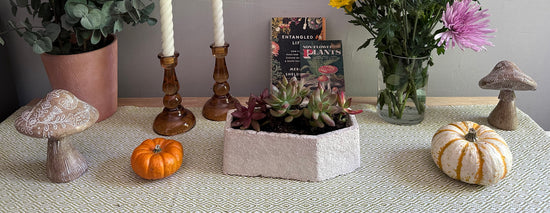 mycelium-critter-coffin-succulent-planter