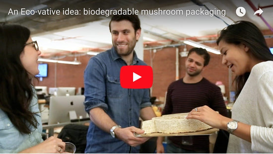 Quirky Tries Growing with Mycelium