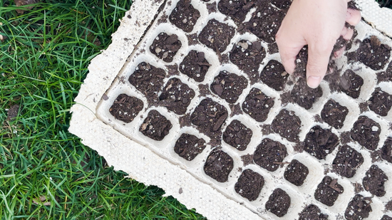 How to Make a Mycelium Seed Starter Tray