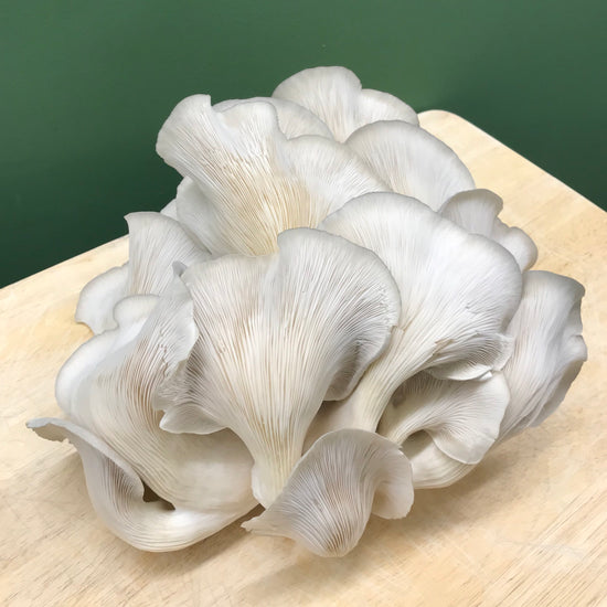 GIY Grey Pearl Oyster Mushroom Kit by Ecovative