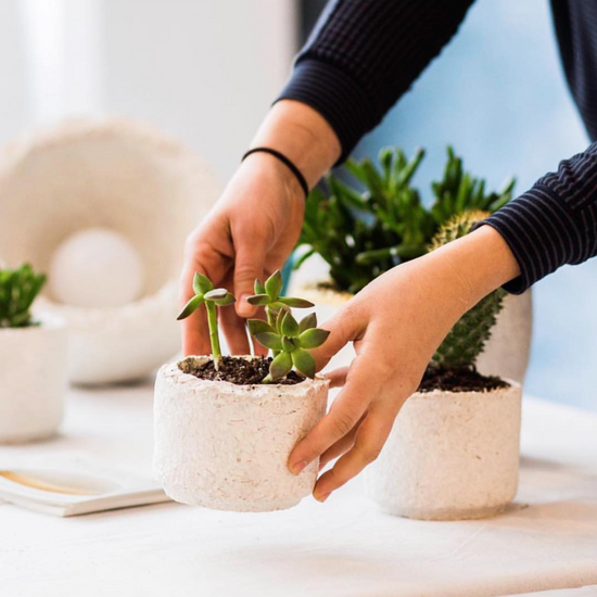 Person sets plant in GIY planter made from mycelium.